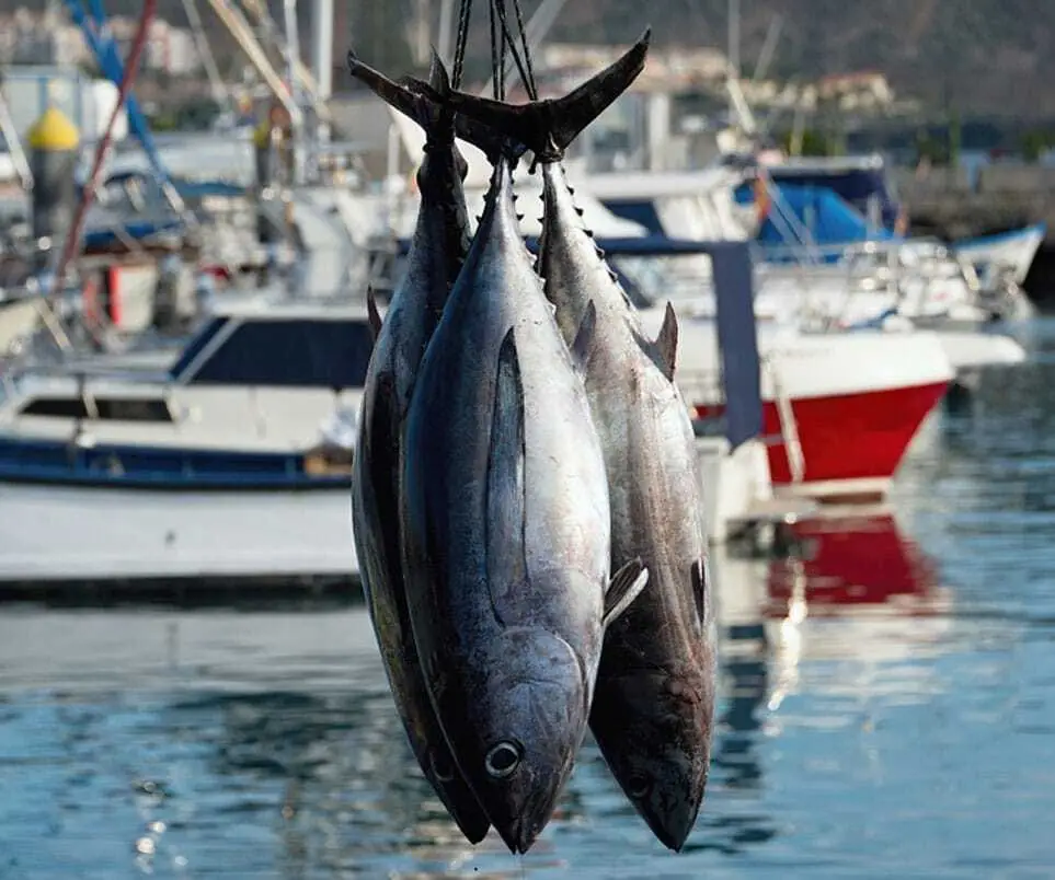 E-Garde's internationally patented dual-frequency tags were used for the management of freshly caught tuna in the ports of Misaki, Shimizu and Yaizu in Japan.