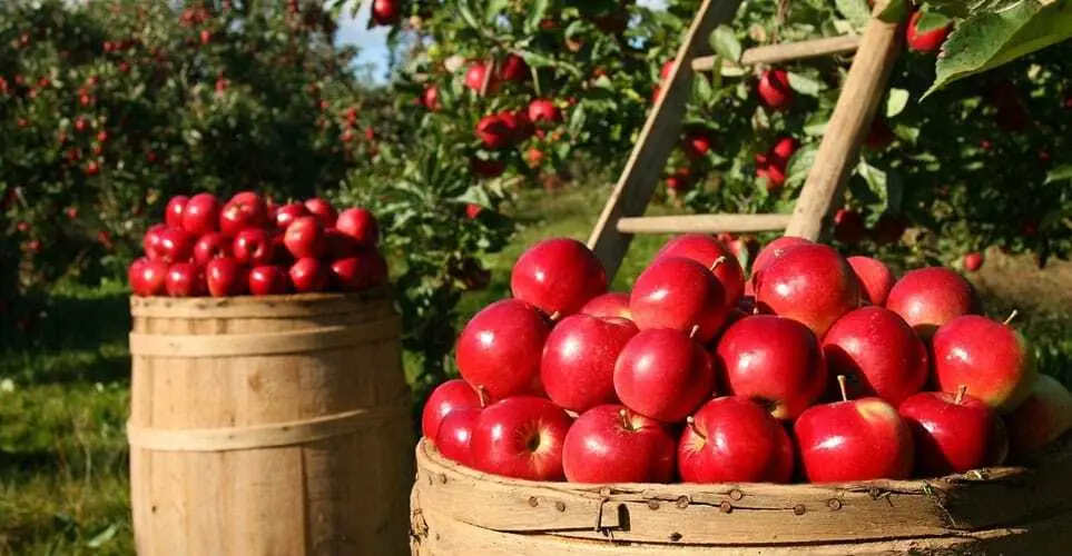 Worldwide, 14 percent of all food is lost each year and never reaches consumers.
