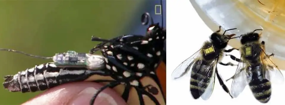 A Fraunhofer IZM microbattery is a central component of the electronic backpack worn by bees in the collaborative research project Sens4Bee.