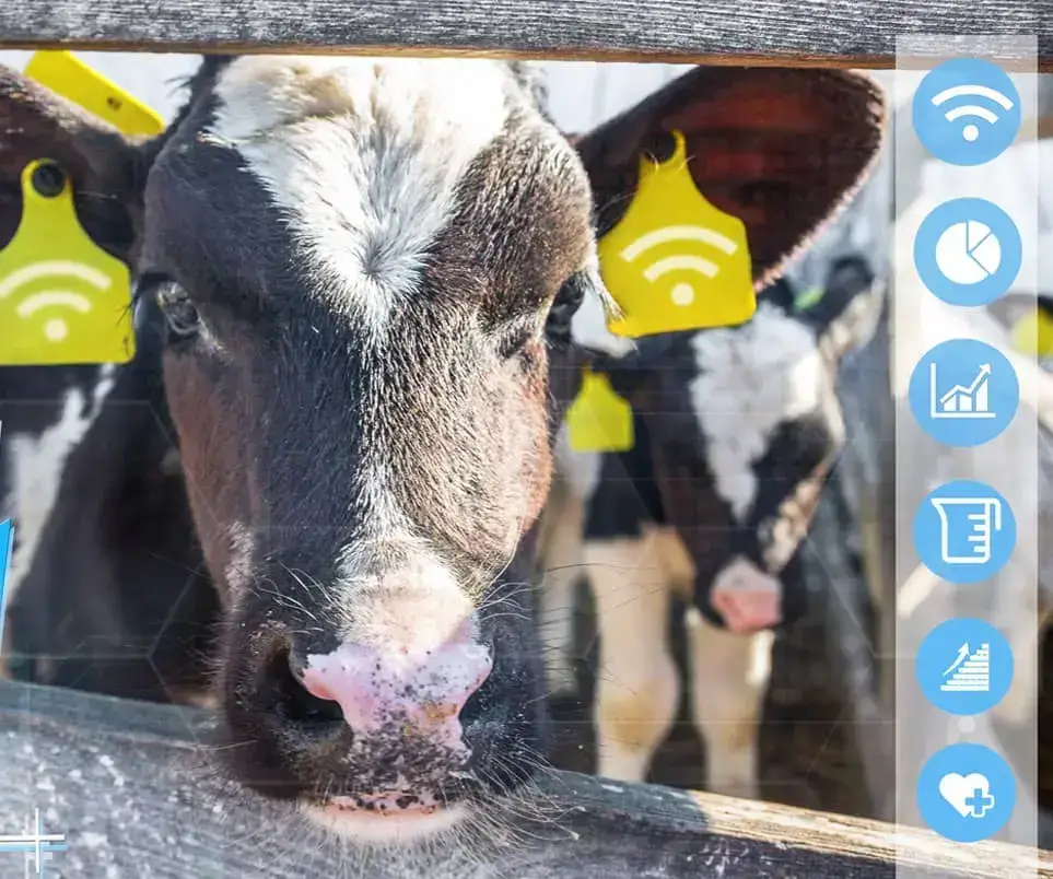 Farm animals are equipped with sensors that monitor animal health.