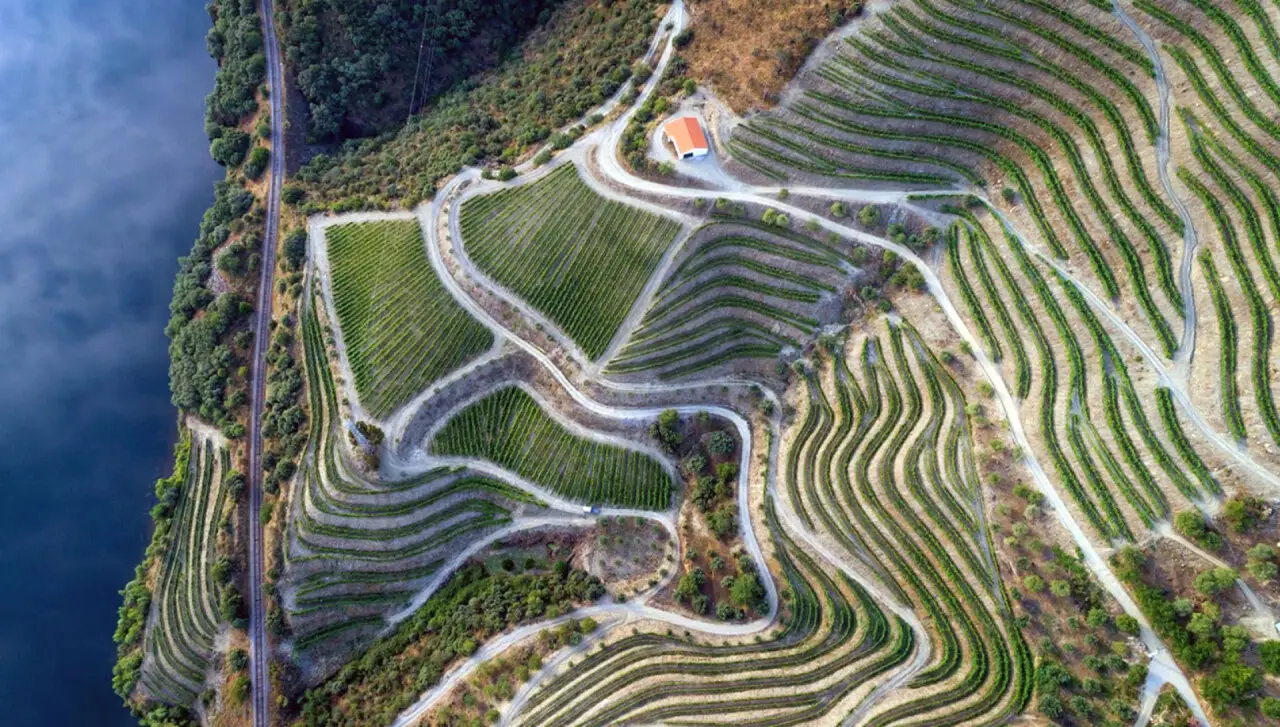 The vineyards of the Portuguese Port and Douro wine producer Symington Family Estates optimizes internal logistics processes with RFID.