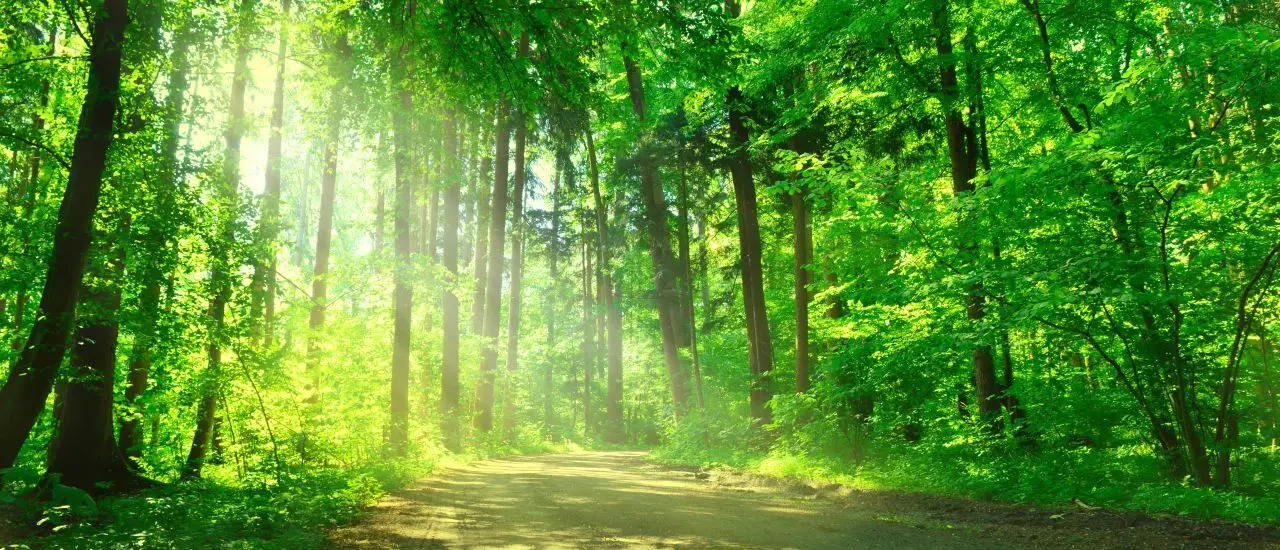 Seamless RFID Pallet Tracking for More Than 10 Million Forest Plants