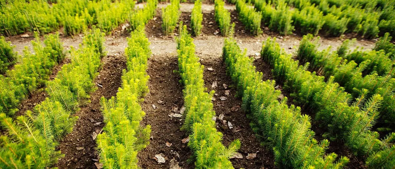 RFID-supported forest logistics: from clearing to loading