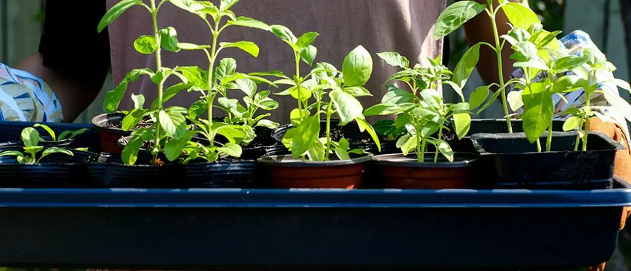 Rooting out plastic waste with 20-year traceable trays