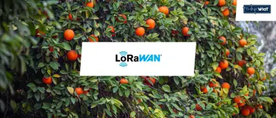 AgriLink Ein IoT-Pilotprojekt in Safi Marokko.jpg