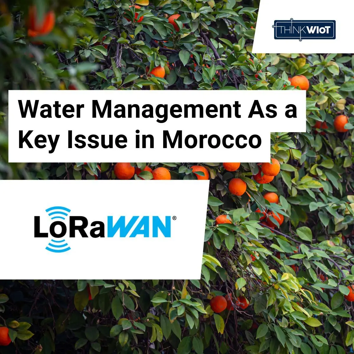 AgriLink in Morocco: Smart Irrigation Tackles Water Scarcity