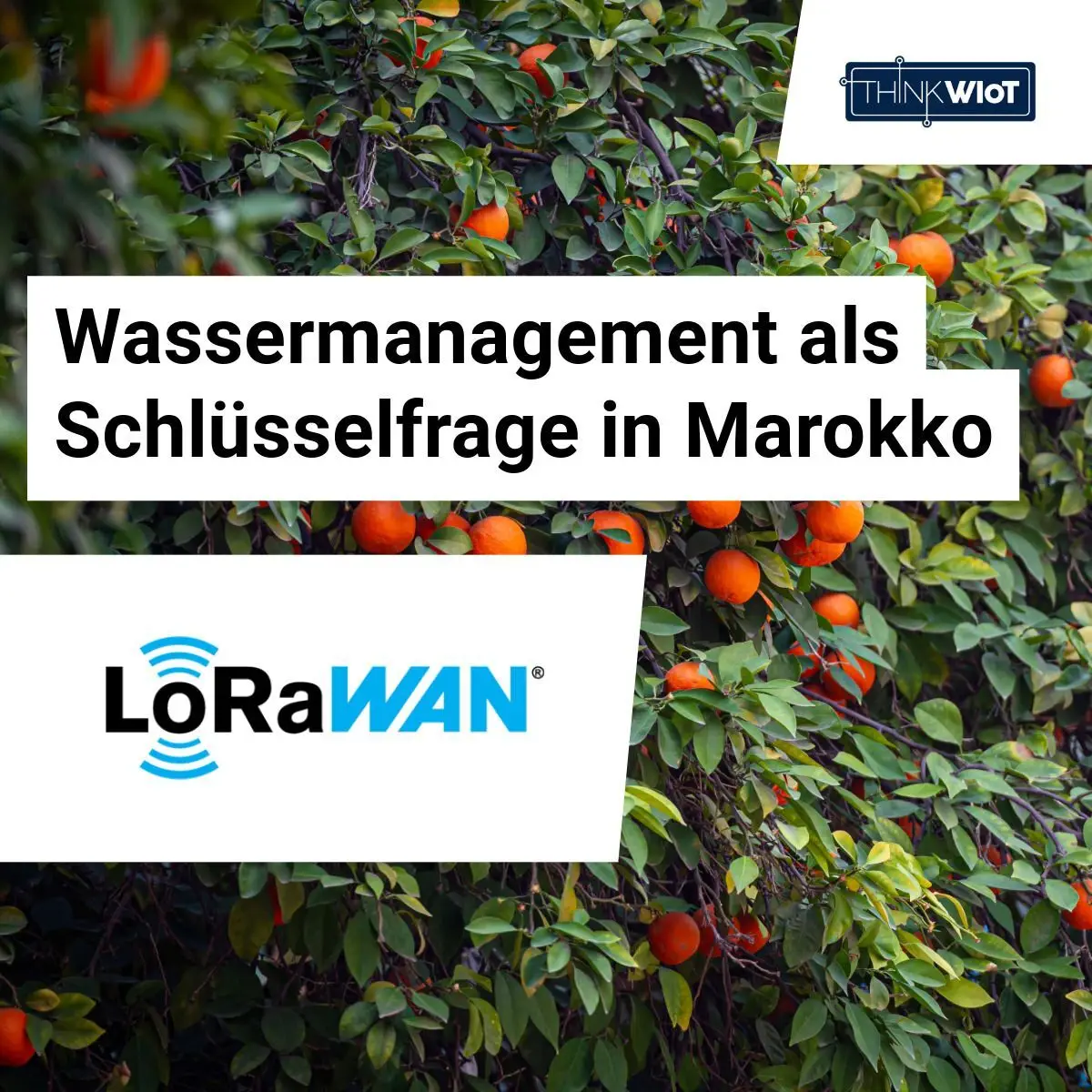 AgriLink in Marokko: Intelligente Bewässerung gegen Wasserknappheit
