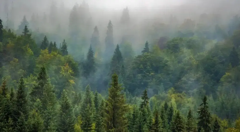 When Energy Harvesting Is a Must: LoRaWAN in Ultra-Early Wildfire Detection