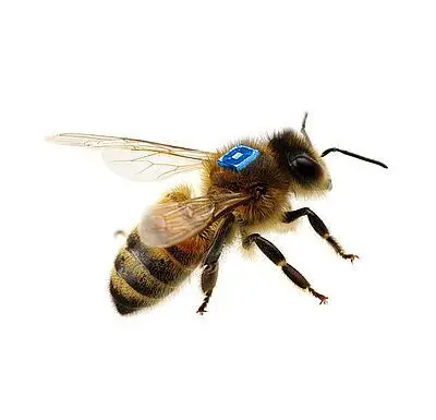 Honeybee with miniature RFID tag on its back