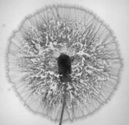 Lecture Weightless Flows in Reactors