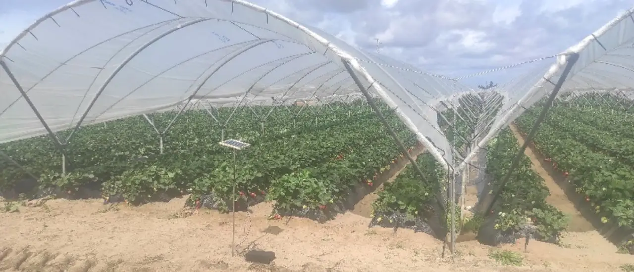 Hybrid Wireless and Energy Autonomy for a Scalable IoT Irrigation System