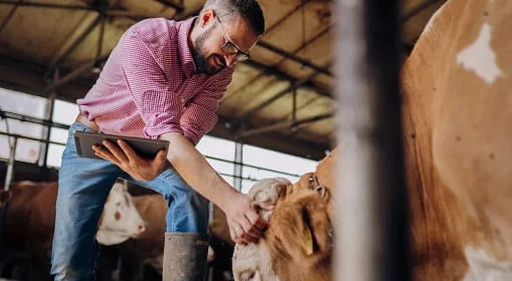 French Nemeus Develops Long-Life Connected Collar for Cattle Monitoring